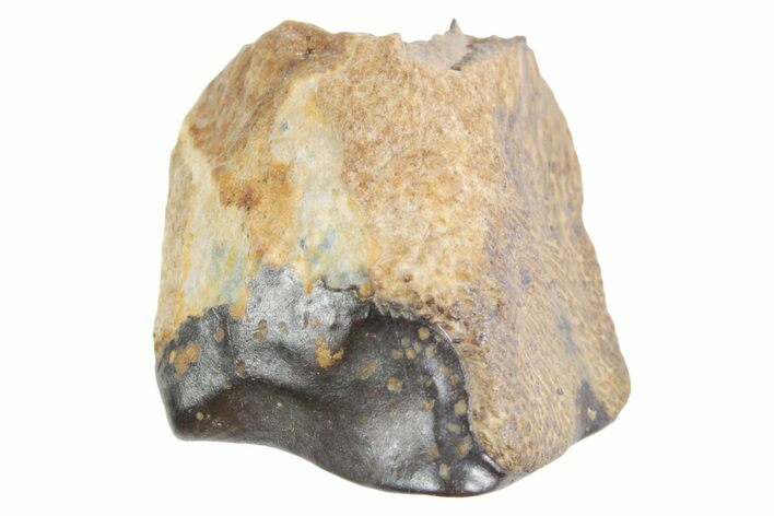 Fossil Triceratops Shed Tooth - Wyoming #358309